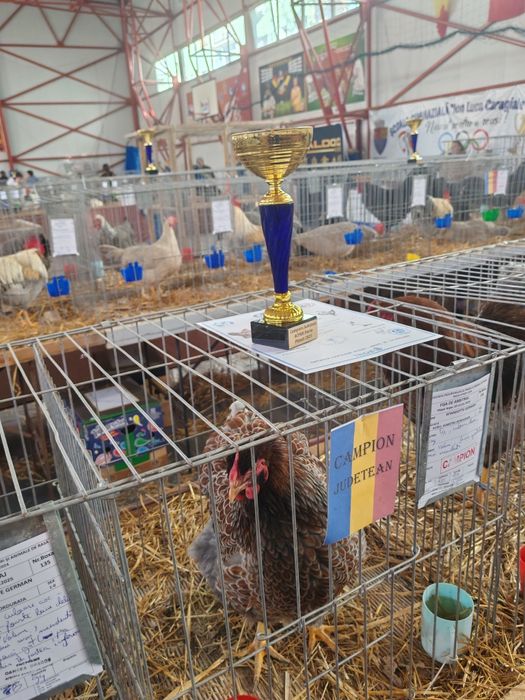 Ouă pt incubat wyandotte albastru auriu