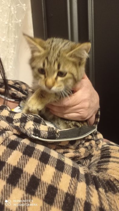 Отдам котят только добрый руки