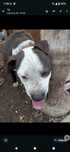 Donez femela amstaff