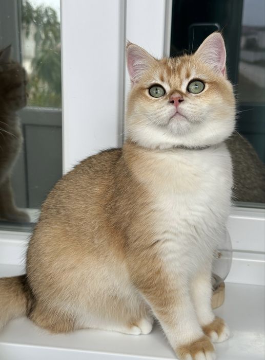 British shorthair