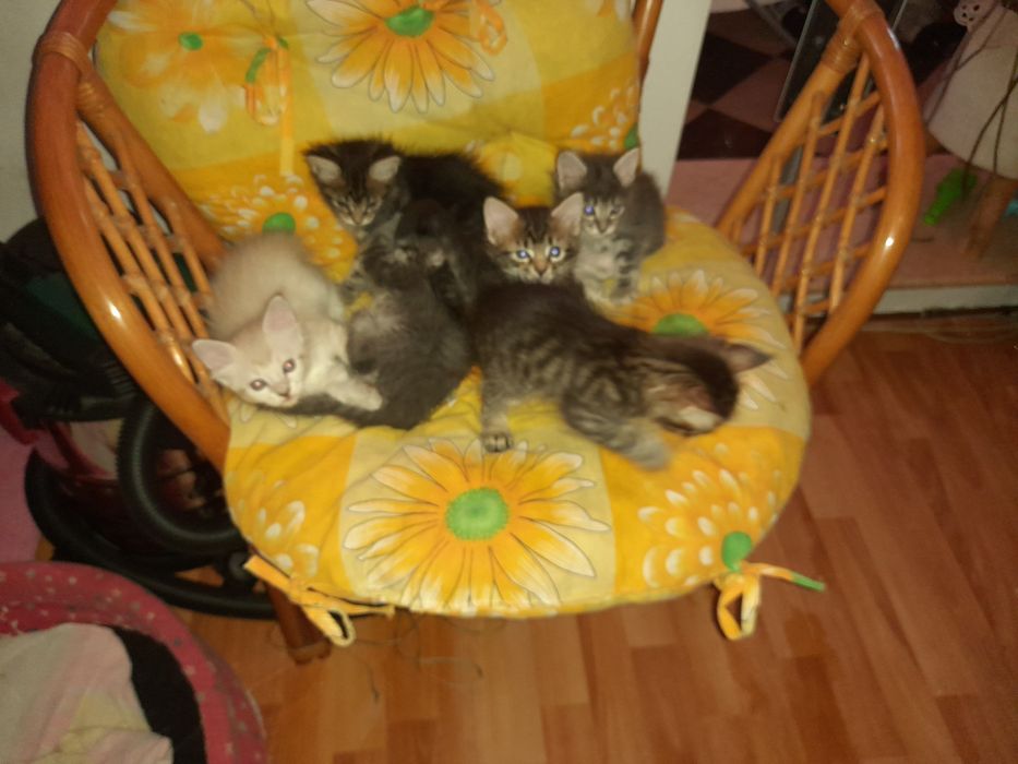 Vând pui pisica Maine Coon ,în vârstă de   doua luni,rasa pura