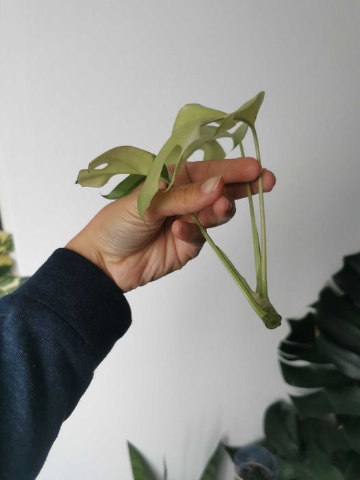 Monstera minima variegata / Rhaphidophora Tetrasperma variegata