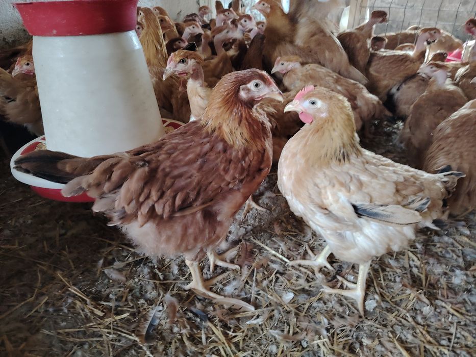 Vând puicuțe mixte Kabir