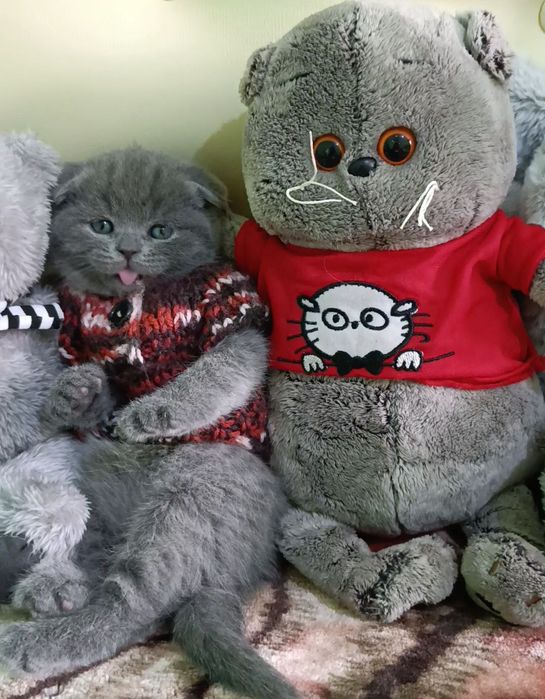 Продается котенок девочка скоттиш фолд!