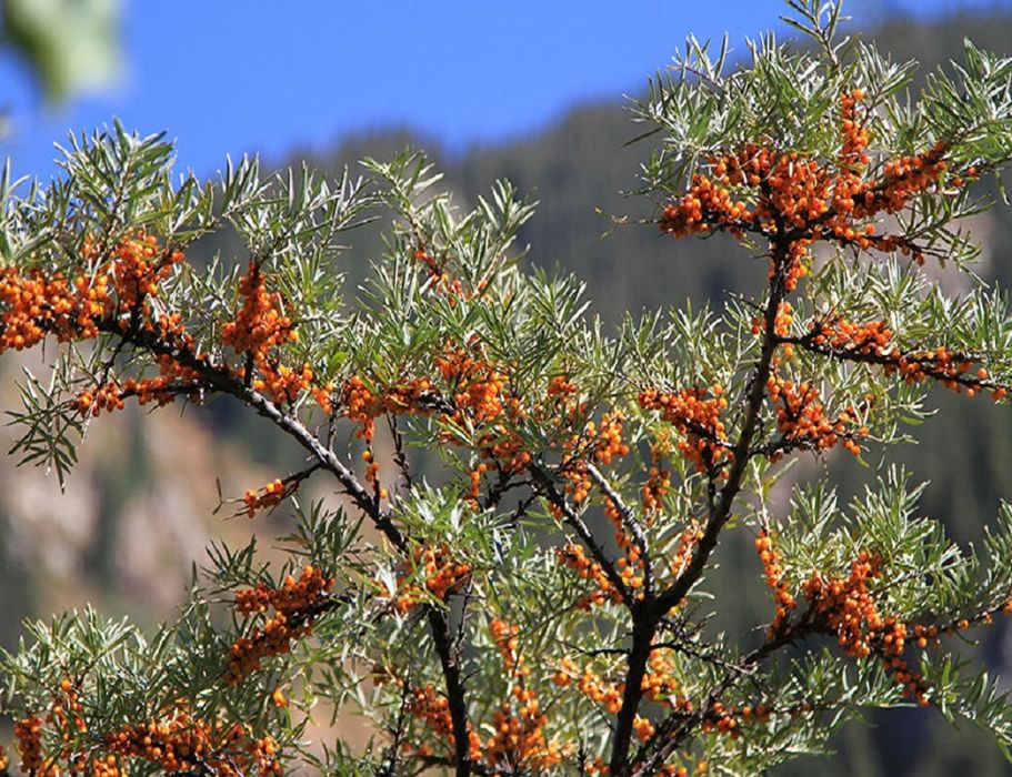 Arbuști fructiferi (Catina Mascul )