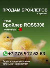 Продам  цыплят Бройлеров ROSS308 запись