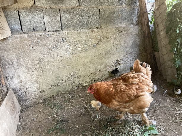 курица с цыплятями