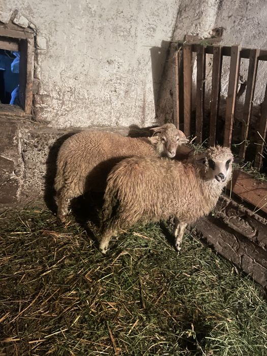 Vand noatini mieluta si berbecut