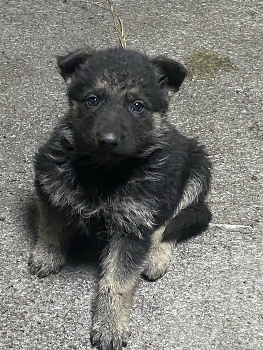 Продаются щенки вео