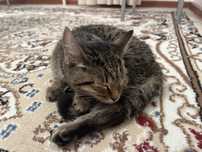Котенок бенгальский