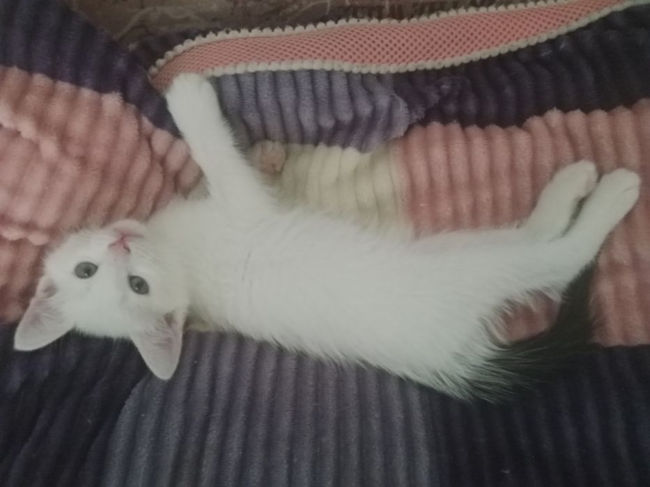 Отдам котенка в добрые руки