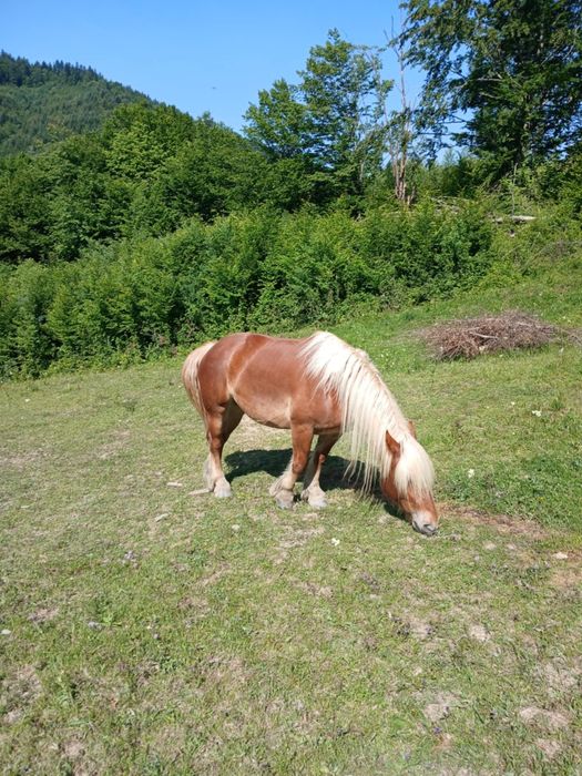Iepe de vânzare 4 și 5 ani