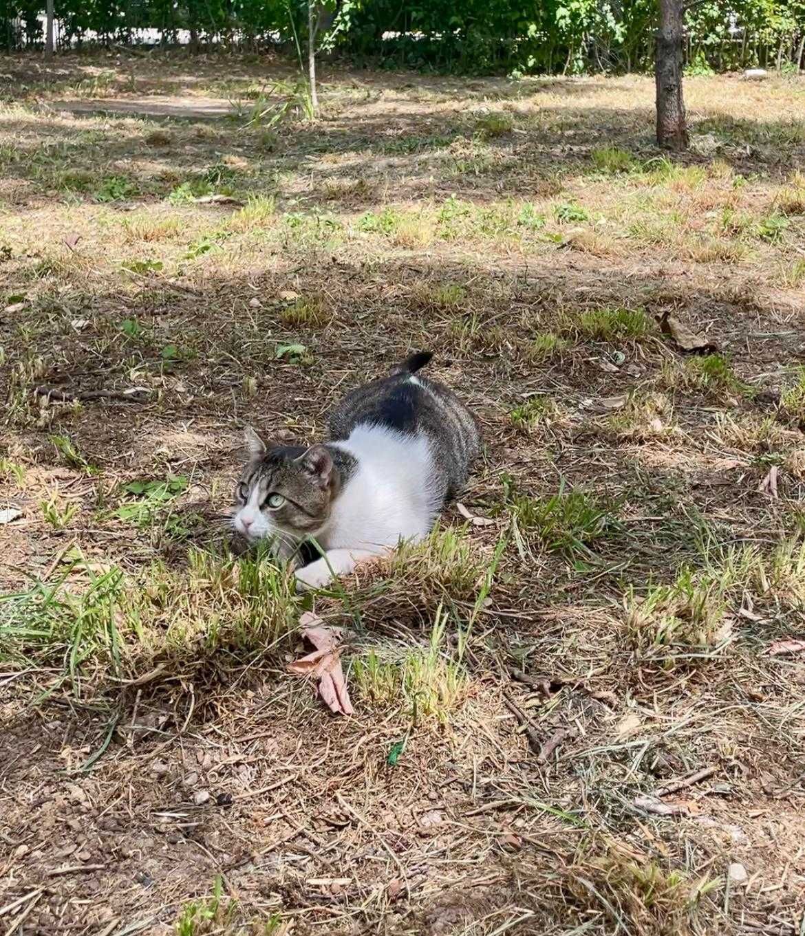 Spike, motanel castrat pentru adoptie