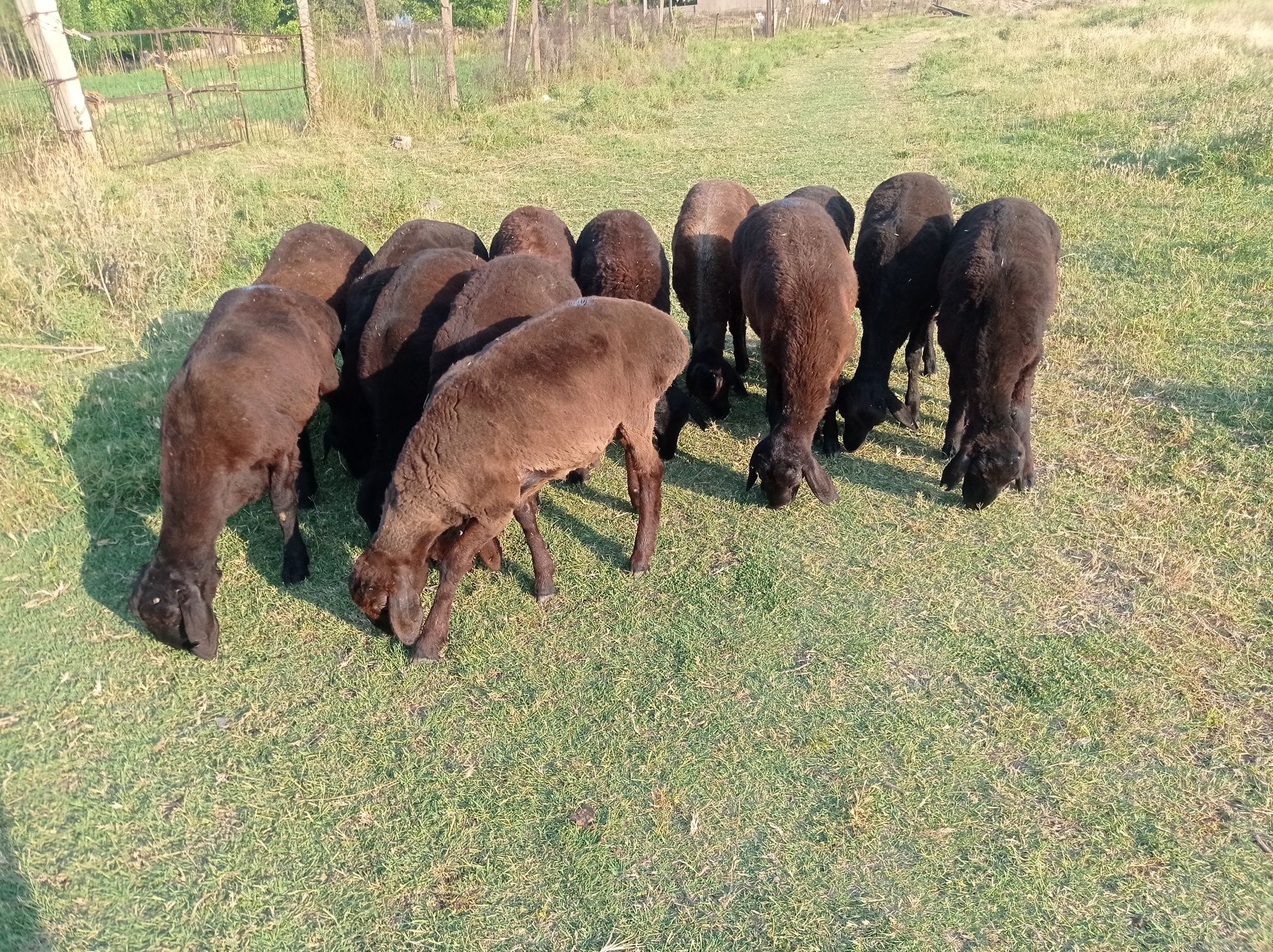 Qirgʻiziston Qoʻchqorlar keldi