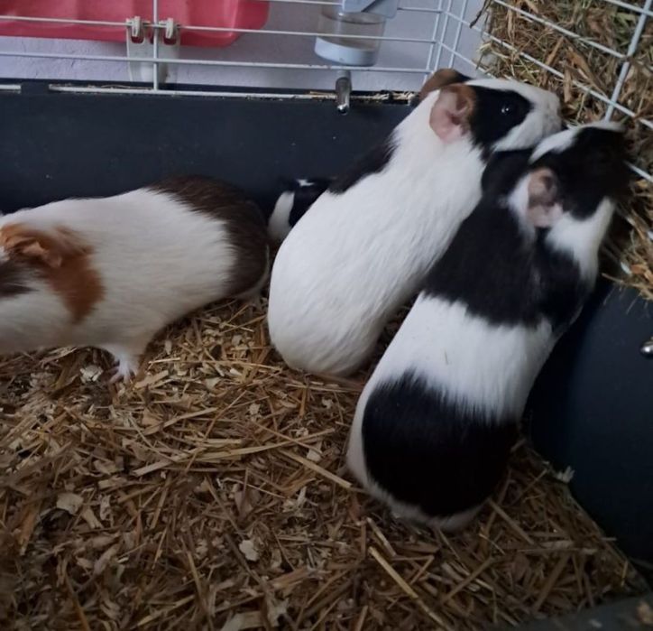 Porcușori de Guineea