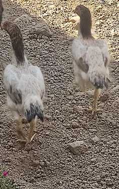 дакан товуқлар 2 дона