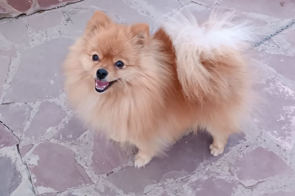 Вязка шпица мальчик