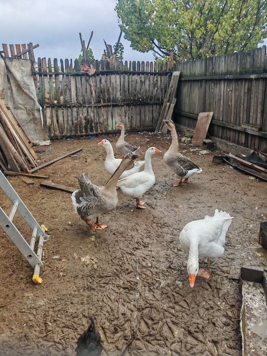 Gaste Leșești și găste albe Kolos