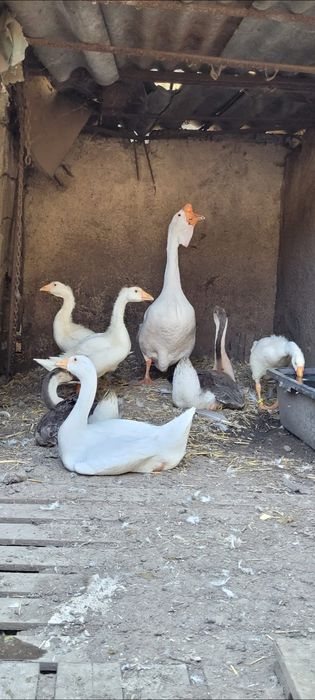 Gascan african alb / gaste africane