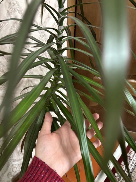 Комнатные растения