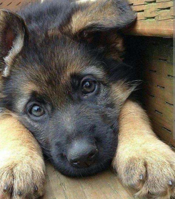 Продам щенят немецкой овчарки