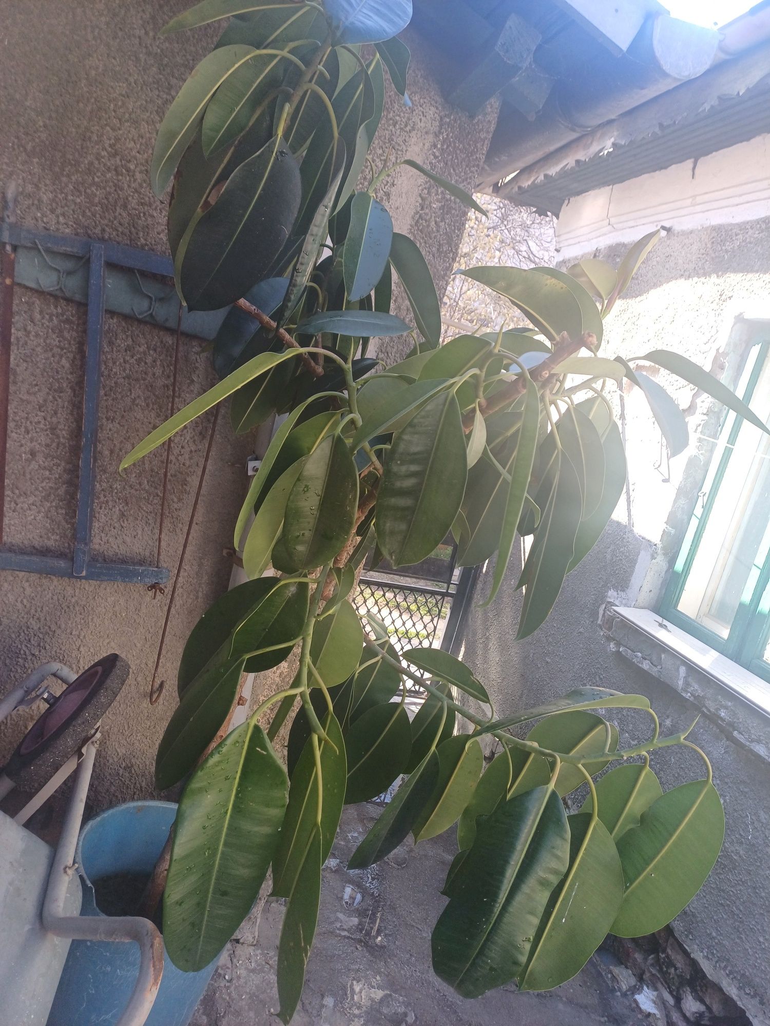 Planta ficus mare