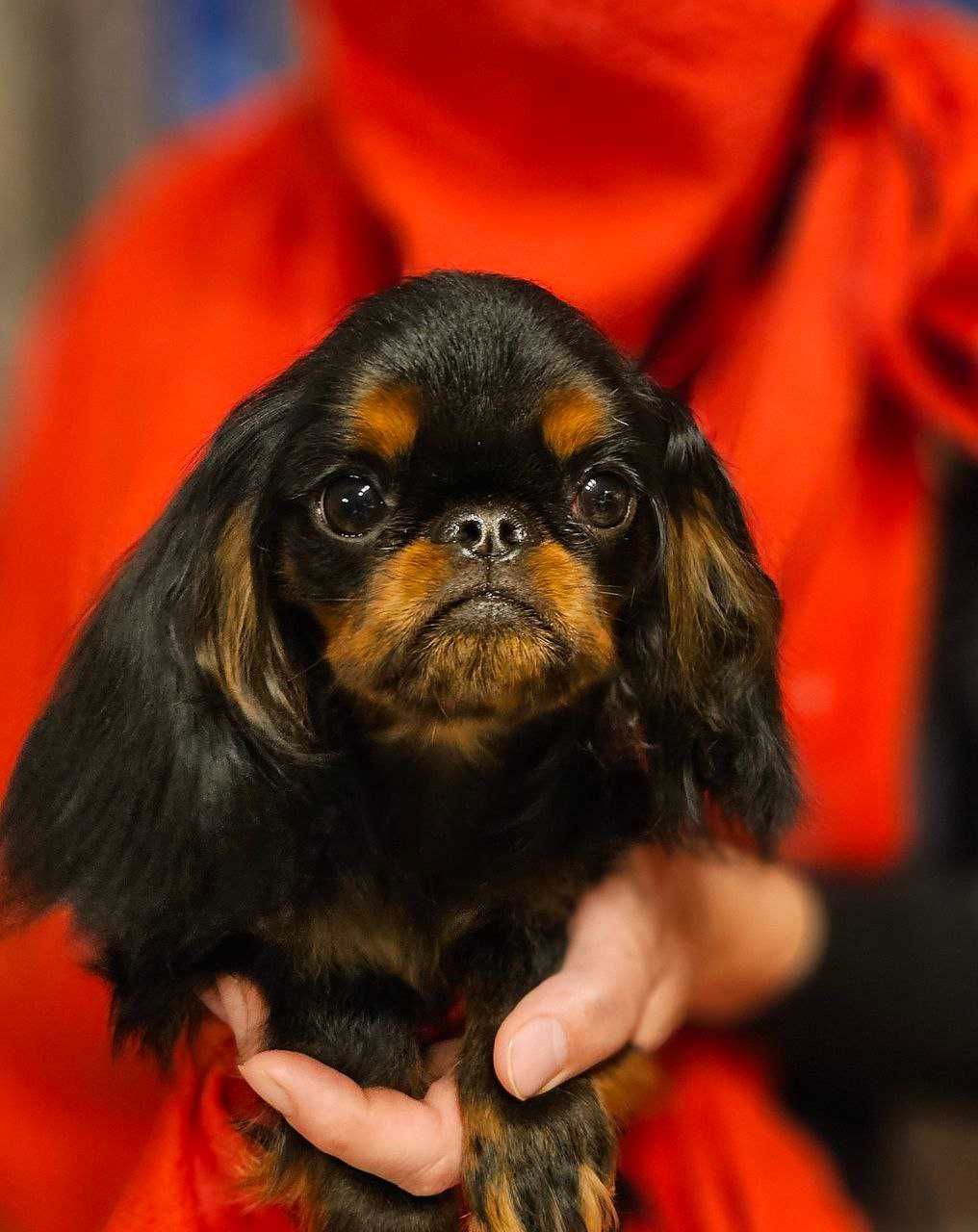 Băiat King Charles spaniel