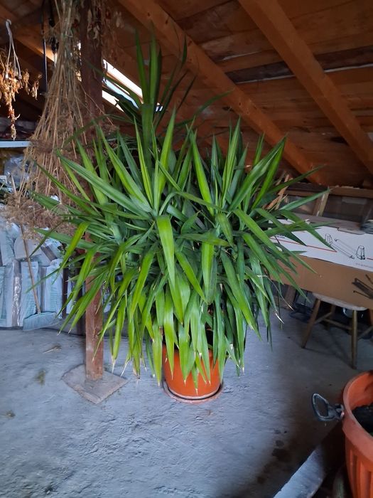 Yucca planta ornamentala