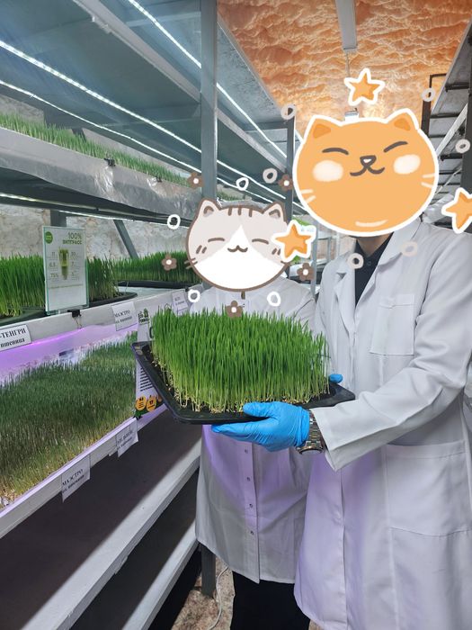 Продам гидропонный бизнес