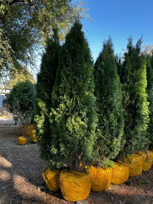 Туя Смарагд от 1м до 3м  доставка и посадка 

Описание:
Продаю
