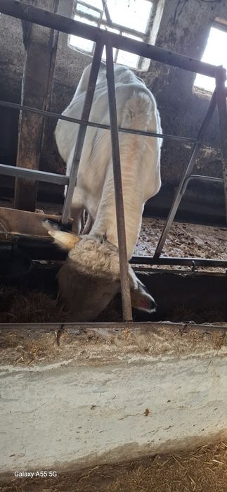 Продават се 15 бр мъжки и женски телета