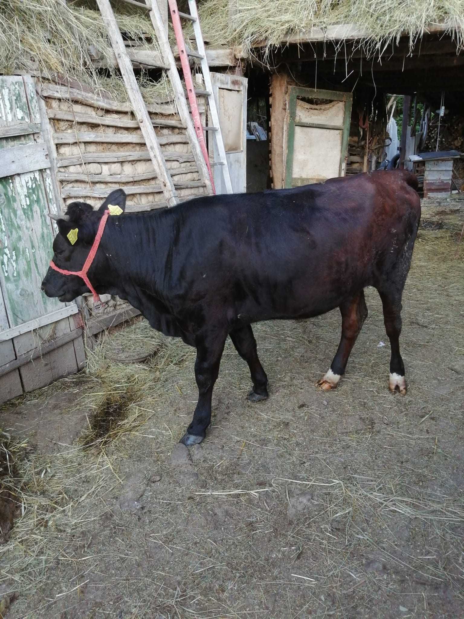 Junica de vânzare