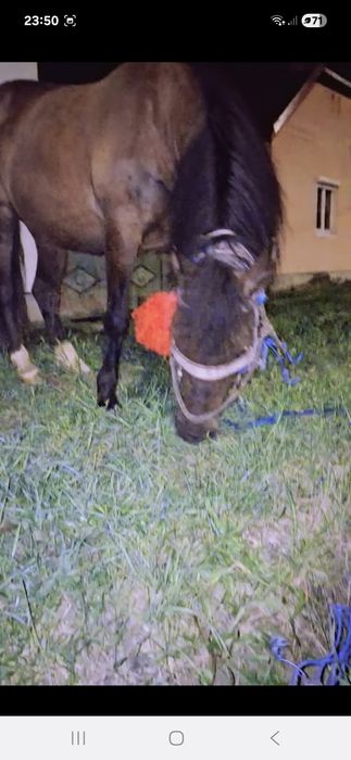 iapă de 9 ani județul Sibiu comuna alțna