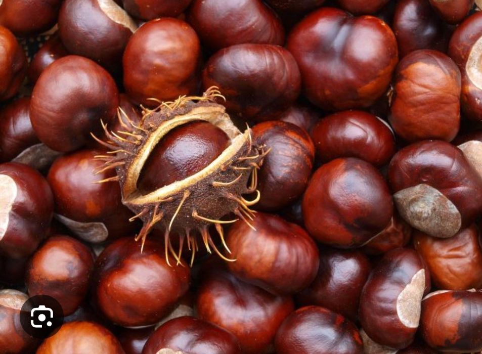 Kashtan urug'. 1kg- 5000so’m. Lola daraxti urug'i ham bor