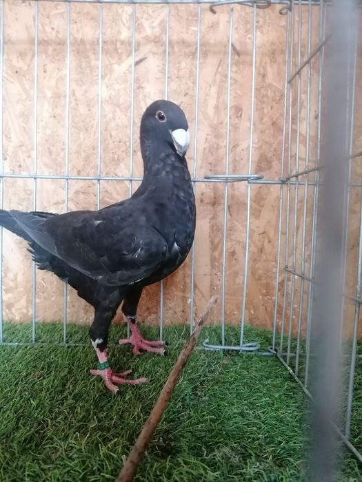 Voiajori germani de frumusețe