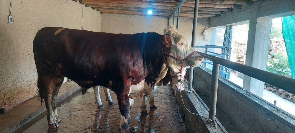 Ассаламу:алайкум