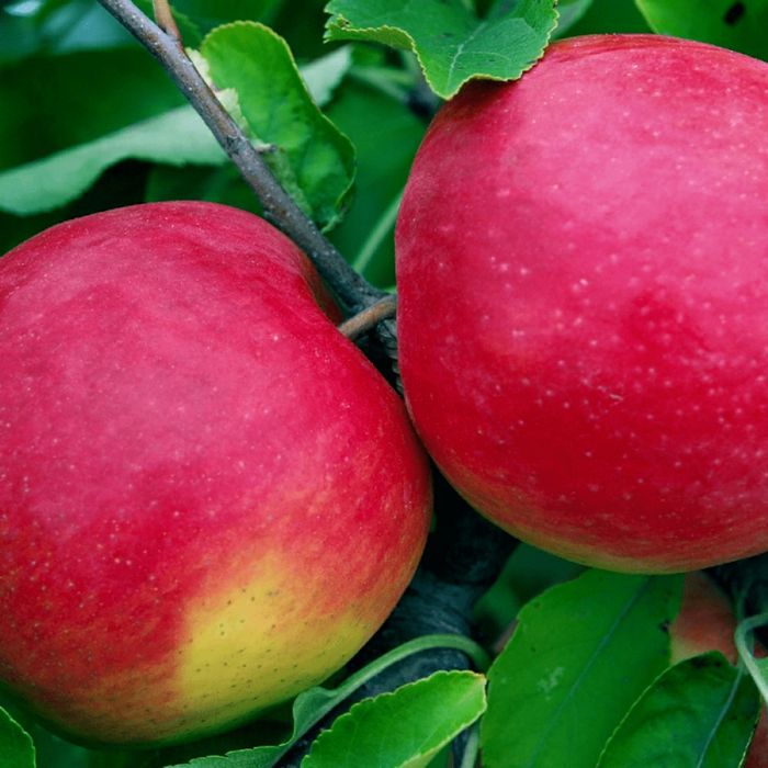Pomi Fructiferi deosebiti  mar red melba
