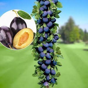 Pomi columnari 30 de soiuri