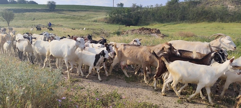 Продавам ярета за месо и разплод