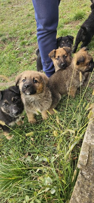 Donez 7 puiuți de căței. Căței se pot lua Gratis