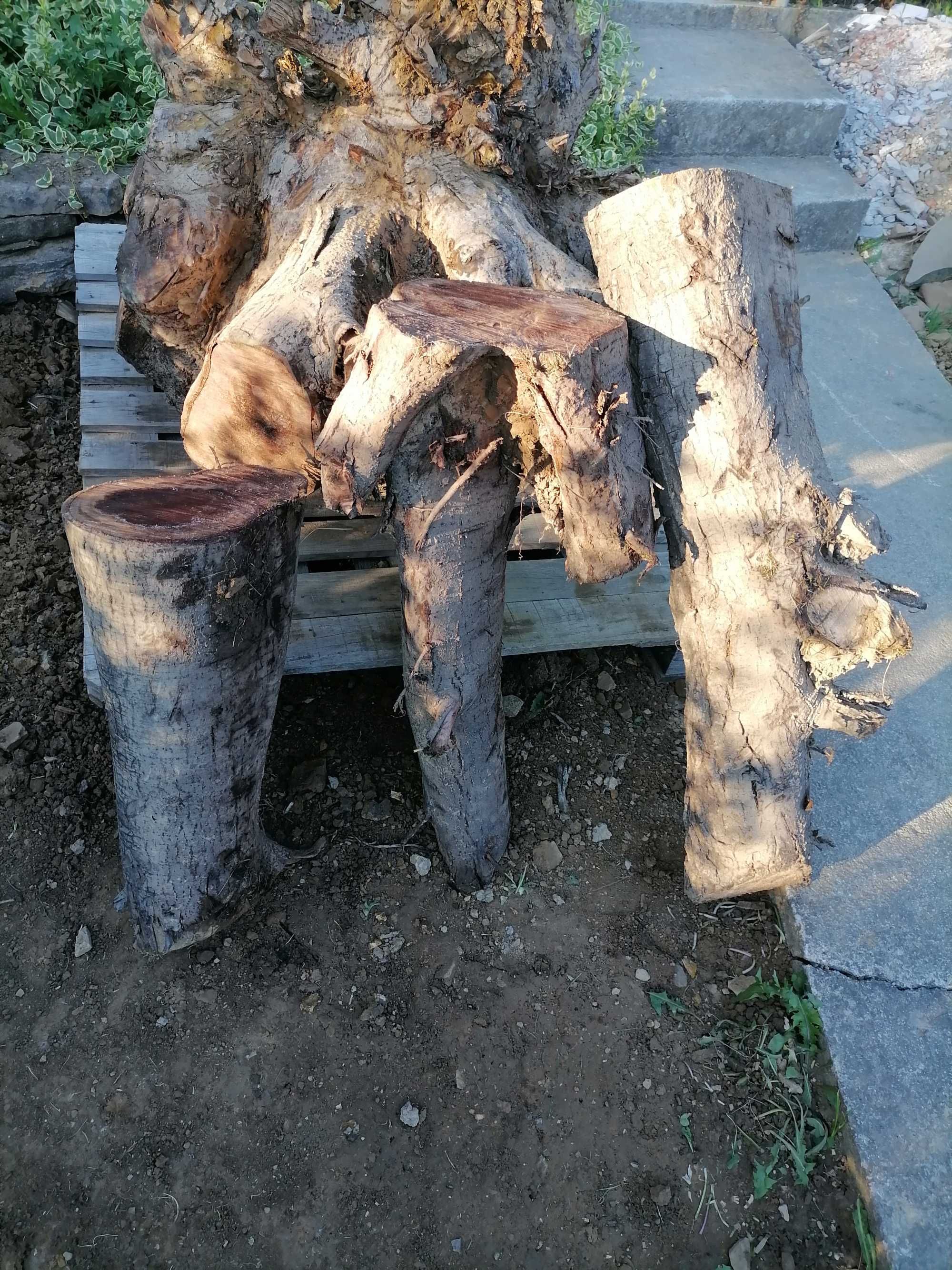 Продавам корен от орех цена 110 лв.