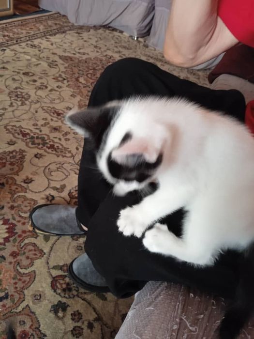 Отдам котят в хорошие руки