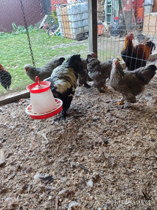 Brahma Herminat Închis