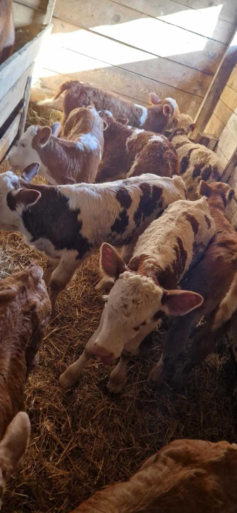 Vând viței si vițele bălțată românească, angus si belgian!