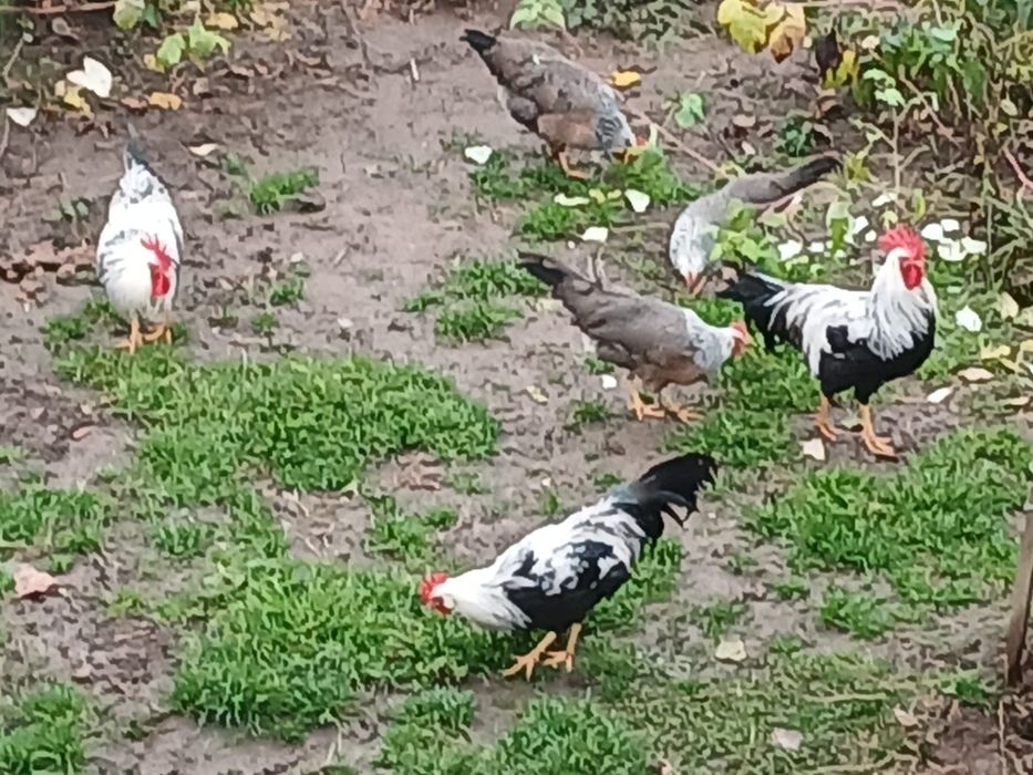 Cocoși Italiana argintie