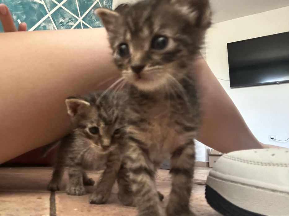 Adoptie 2 pisoi de o luna si 2 sapt
