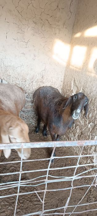 Sovliq qoʻy sotiladi