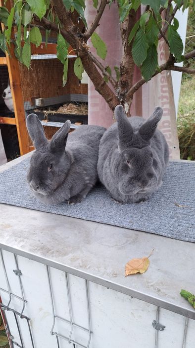 Iepuri Albastru Vienez