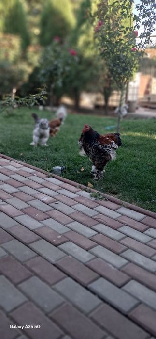 Cocoșii Brahma Porțelan