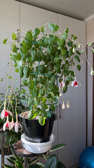 Продается фуксия